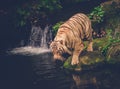 Bengal tiger playing in a jungle Royalty Free Stock Photo
