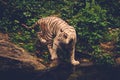 Bengal tiger playing in a jungle Royalty Free Stock Photo