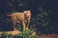 Bengal tiger playing in a jungle Royalty Free Stock Photo