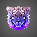 Bengal tiger poly Side light purple