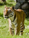 Royal Bengal Tiger