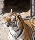 Bengal tiger profile