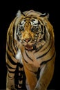Bengal tiger profile on a black background