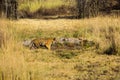 Bengal Tiger on the prowl in Kanha Royalty Free Stock Photo