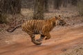 Bengal tiger racing across track in woods