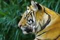 Bengal tiger in the rainforest Royalty Free Stock Photo