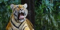 Bengal tiger in the rainforest Royalty Free Stock Photo