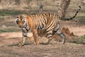 Bengal tiger in the Ranthambore national park.