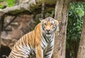 Bengal tiger during relaxation in nature Royalty Free Stock Photo