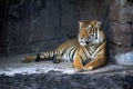 Bengal Tiger Relaxing