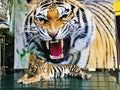 Bengal tiger is relaxing on wooden litter.