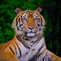 Bengal tiger resting Near with green moss from inside the jungle Royalty Free Stock Photo