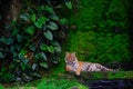 Bengal tiger resting Near with green moss from inside jungle zoo Royalty Free Stock Photo