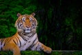 Bengal tiger resting Near with green moss from inside jungle zoo Royalty Free Stock Photo