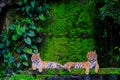 Bengal tiger resting Near with green moss from inside the jungle Royalty Free Stock Photo