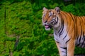 Bengal tiger resting Near with green moss from inside the jungle Royalty Free Stock Photo