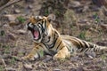 Bengal Tiger Resting In The Ranthambore National Park In India.