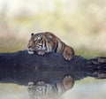 Bengal Tiger Resting On A Rock Near Water