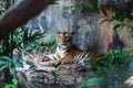 Bengal tiger resting and staring with its green eyes in Zoo. Royalty Free Stock Photo