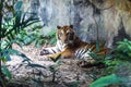 Bengal tiger resting and staring with its green eyes in Zoo. Royalty Free Stock Photo