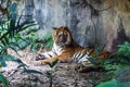 Bengal tiger resting and staring with its green eyes in Zoo. Royalty Free Stock Photo