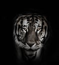 Bengal Tiger Royalty Free Stock Photo