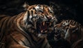 Bengal tiger roaring, fierce aggression in its animal eyes generated by AI