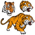 Bengal Tiger set suitable as logo for team mascot, royal tiger drawing sketch in full growth, Tiger Mascot Graphic Royalty Free Stock Photo
