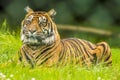 A Bengal tiger sits expectantly in the grass Royalty Free Stock Photo