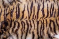 Bengal Tiger Skin, Fur Texture Royalty Free Stock Photo