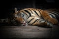 Bengal tiger sleeping