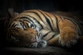 Bengal tiger sleeping Royalty Free Stock Photo