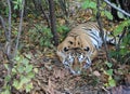 Bengal Tiger sleeping in forest.