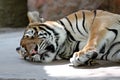 Bengal tiger sleeping. Royalty Free Stock Photo