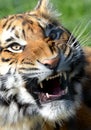 Bengal Tiger Snarling Royalty Free Stock Photo