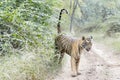 Bengal tiger spraying and scent marking his territory Royalty Free Stock Photo