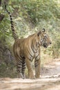 Bengal tiger spraying and scent marking his territory Royalty Free Stock Photo