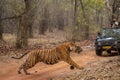 Bengal tiger sprints across track near jeep