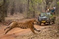 Bengal tiger sprints past jeep on track