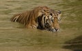 Bengal Tiger Stalking in the Water Royalty Free Stock Photo