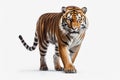 A bengal tiger is standing in front of a white background, in the style of panoramic scale Royalty Free Stock Photo