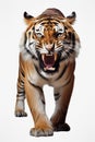 A bengal tiger is standing in front of a white background, in the style of panoramic scale Royalty Free Stock Photo