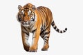 A bengal tiger is standing in front of a white background, in the style of panoramic scale Royalty Free Stock Photo