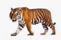 A bengal tiger is standing in front of a white background, in the style of panoramic scale Royalty Free Stock Photo