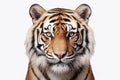 A bengal tiger is standing in front of a white background, in the style of panoramic scale Royalty Free Stock Photo