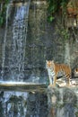 Bengal tiger standing on the rock Royalty Free Stock Photo