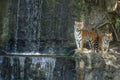 Bengal tiger standing on the rock