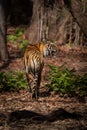 Bengal tiger stands in forest looking right