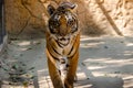 Bengal Tiger look in the zoo Royalty Free Stock Photo