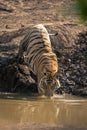 Bengal tiger steps into waterhole in sunshine